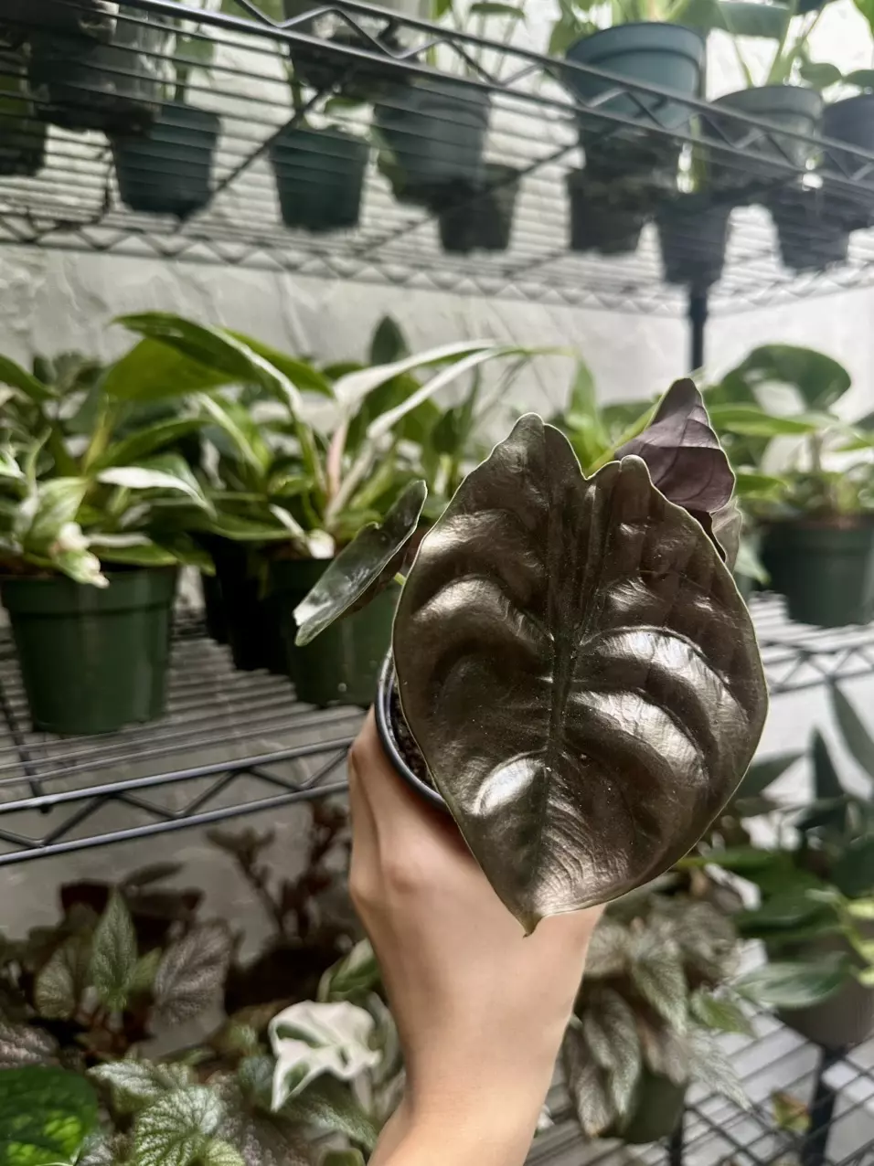 plant/Alocasia Cuprea Red Secret 4 Inch-1