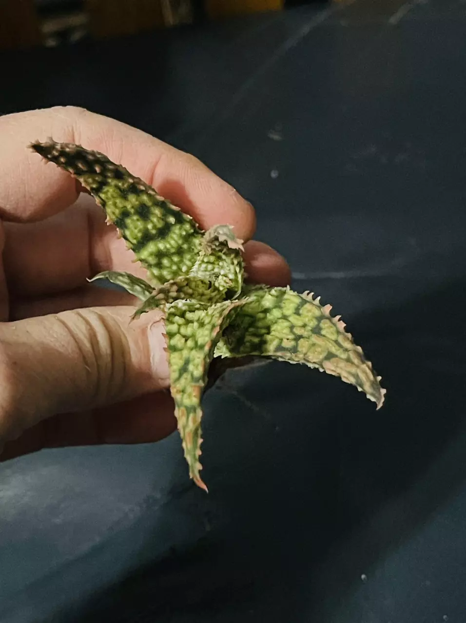 plant/2” Pot Aloe Firecracker-0