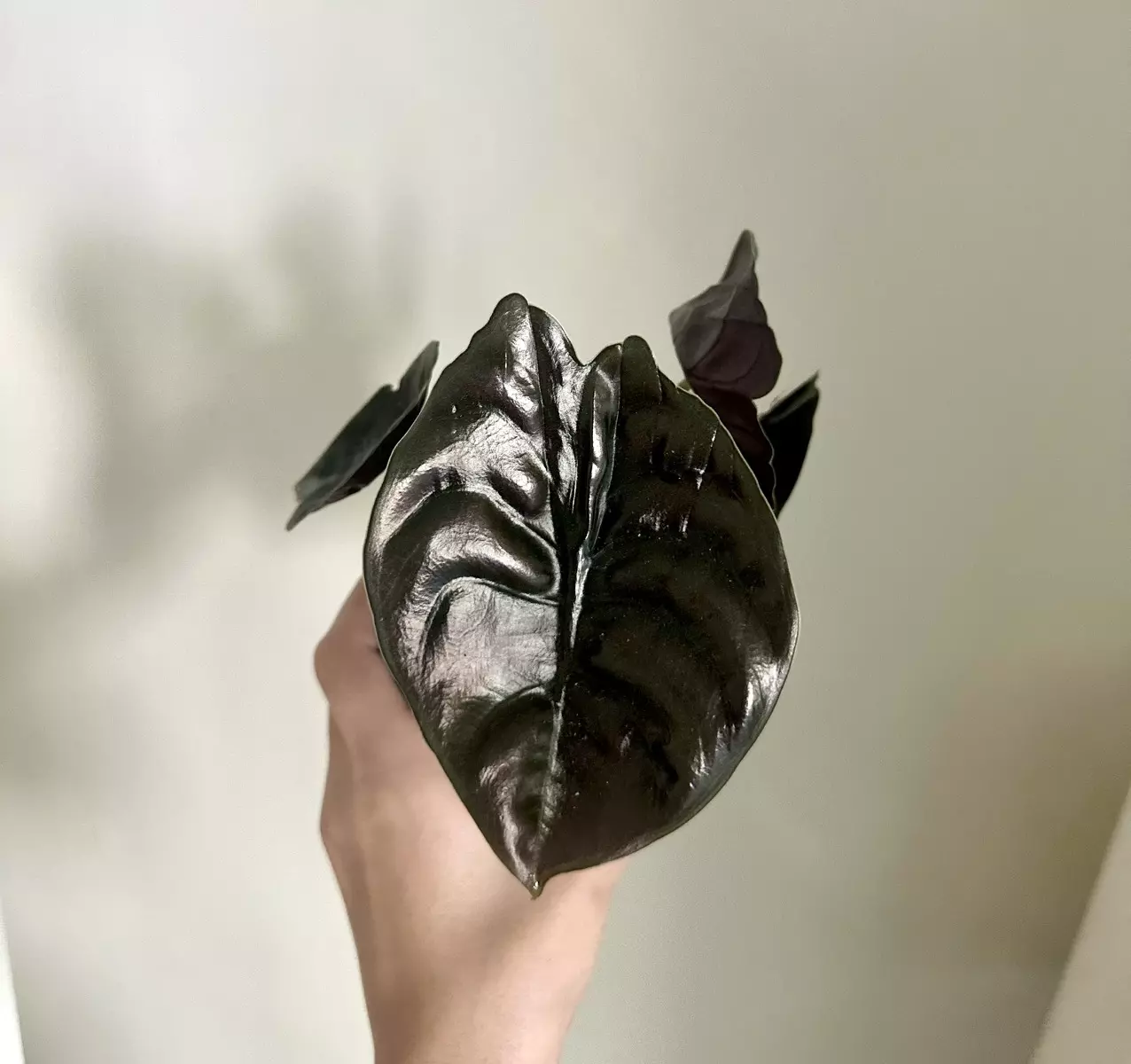 plant/Alocasia Cuprea Red Secret 4 Inch-0