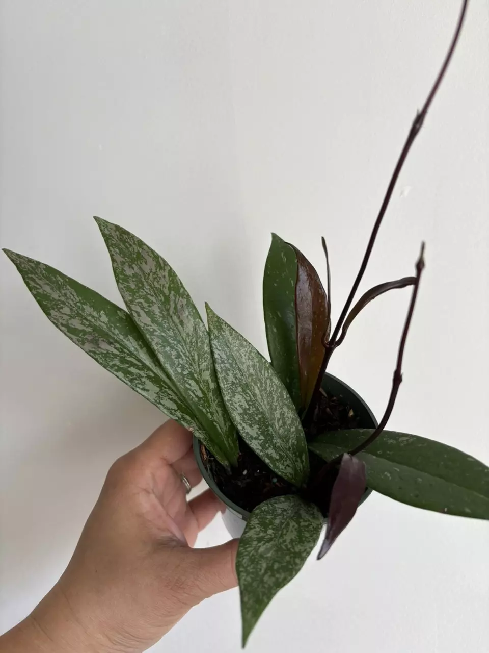 plant/Hoya Pubicalyx (High Splash)-0