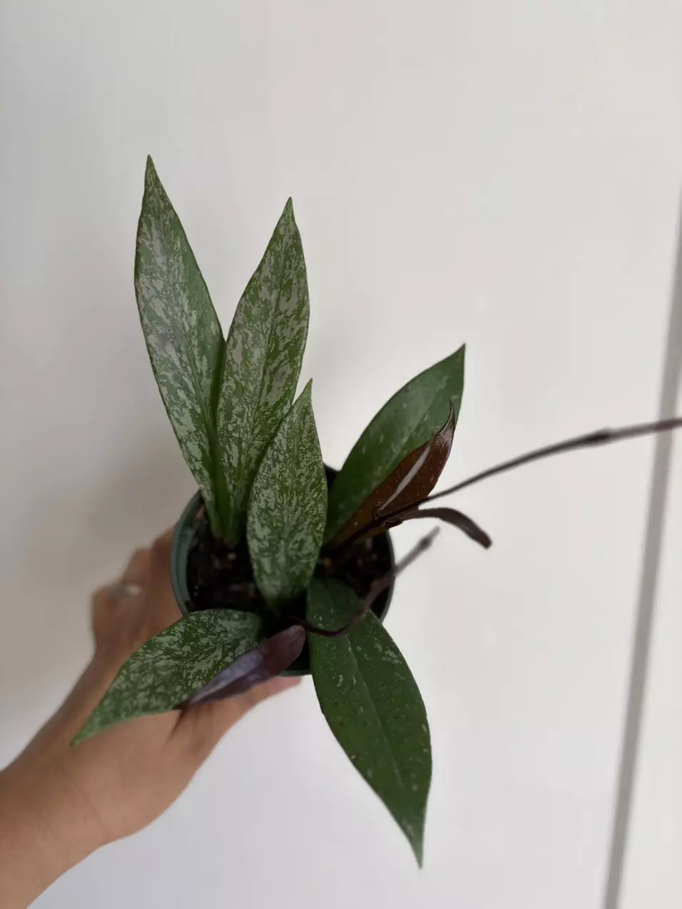 plant/Hoya Pubicalyx (High Splash)-4