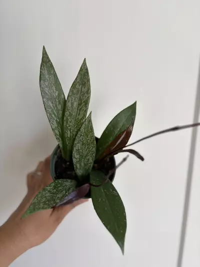 plant/Hoya Pubicalyx (High Splash)-4-thumbnail