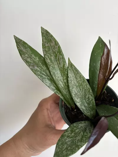 plant/Hoya Pubicalyx (High Splash)-1-thumbnail