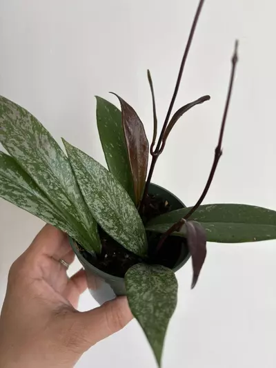 plant/Hoya Pubicalyx (High Splash)-2-thumbnail