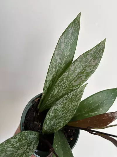 plant/Hoya Pubicalyx (High Splash)-3-thumbnail