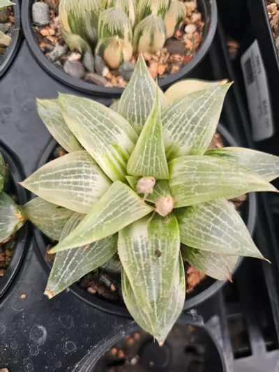 plant/Haworthia comptoniana variegated #6-0-thumbnail