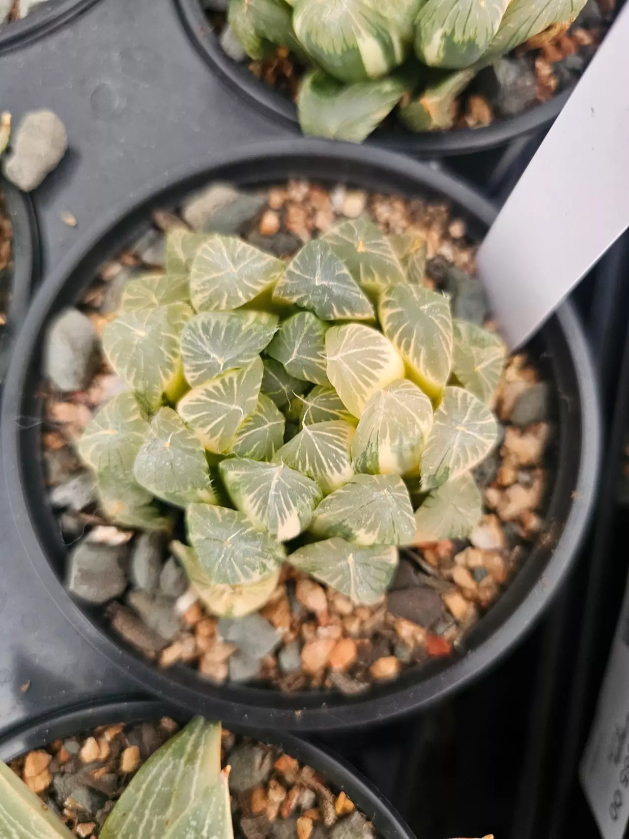 plant/Haworthia cooperi variegated 3.5in pot #1-0