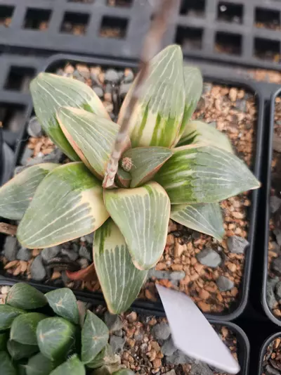 plant/Haworthia comptoniana variegated #2-0-thumbnail