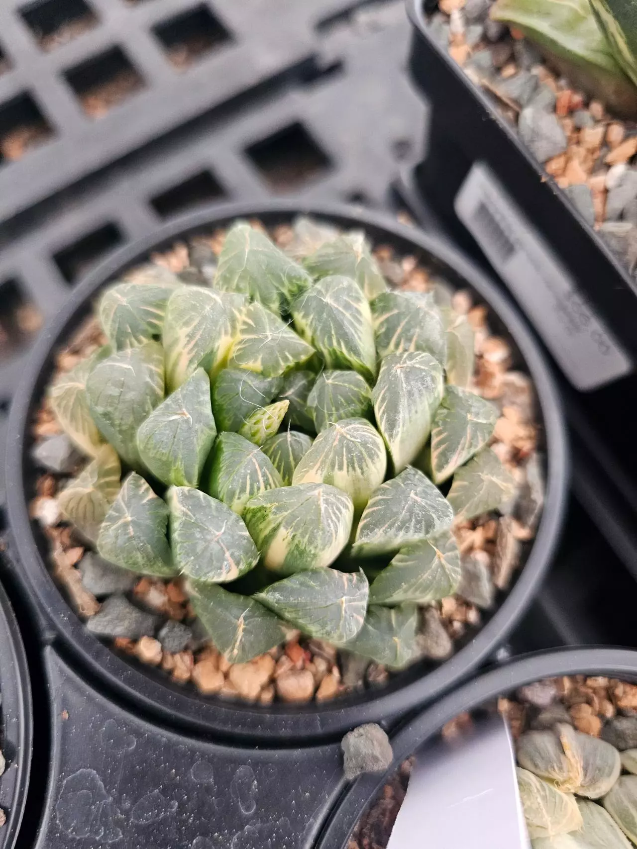 plant/Haworthia cooperi variegated #4-0