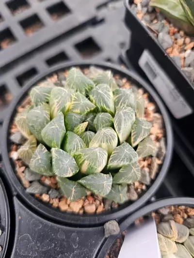 plant/Haworthia cooperi variegated #4-0-thumbnail
