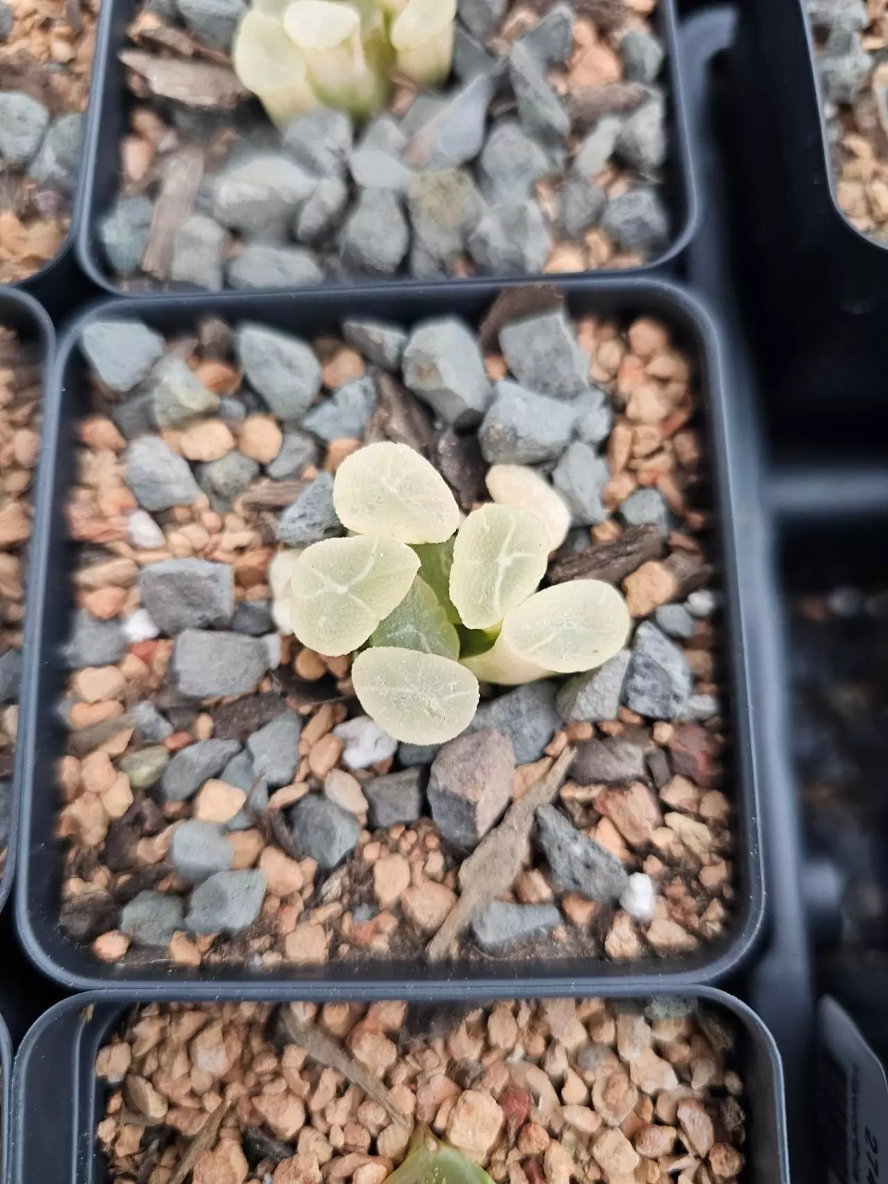 plant/Haworthia maughanii Reverse Variegated-0