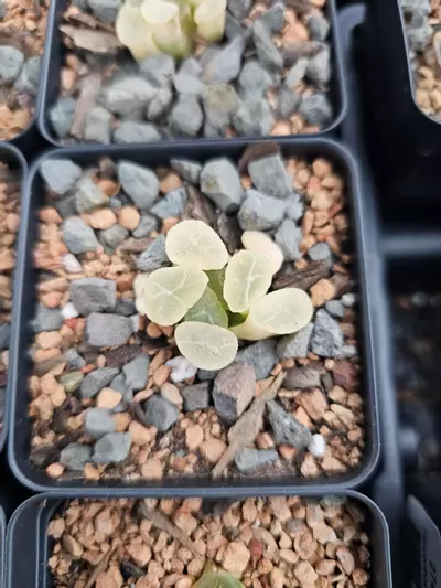 plant/Haworthia maughanii Reverse Variegated-0-thumbnail