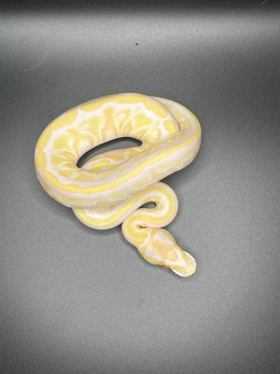 plant/Albino Pastel Fire het Pied Ball Python PC-1-F-0