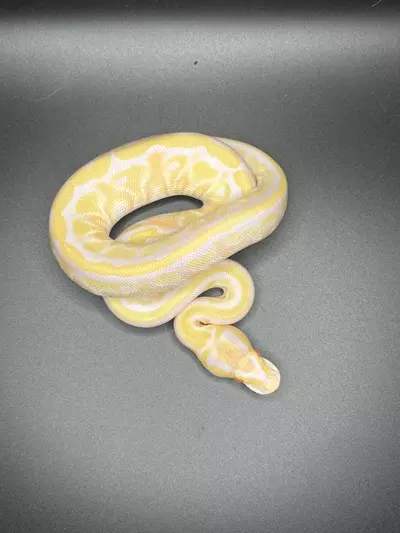 plant/Albino Pastel Fire het Pied Ball Python PC-1-F-0-thumbnail