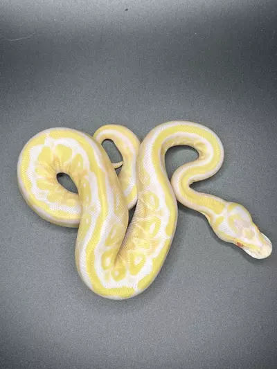 plant/Albino Pastel poss Fire het Pied PC-2-F-0-thumbnail