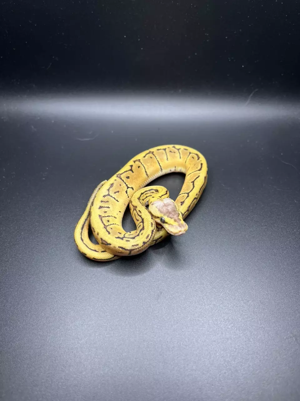 plant/Lemonblast DH Albino Pied PC-3-M-0