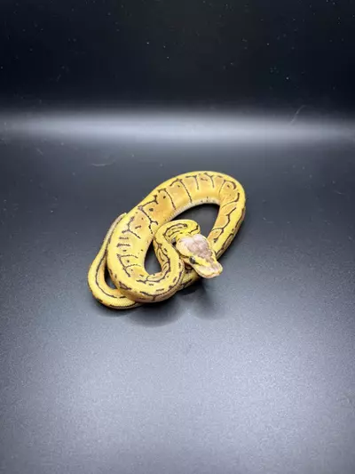 plant/Lemonblast DH Albino Pied PC-3-M-0-thumbnail