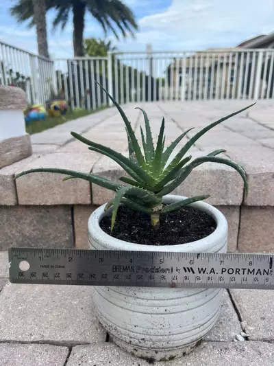 plant/Blue Elf Aloe-2-thumbnail