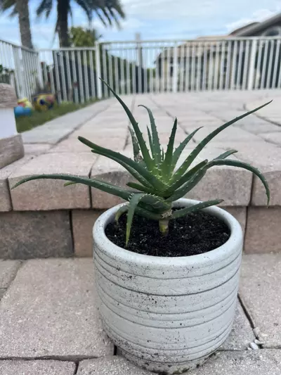 plant/Blue Elf Aloe-1-thumbnail