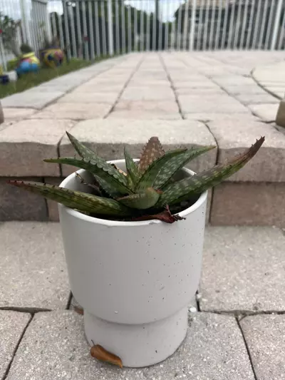 plant/Aloe Greatheadii-2-thumbnail