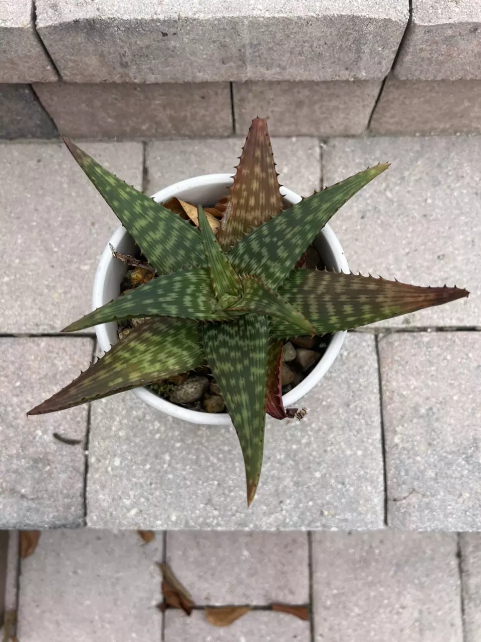 plant/Aloe Greatheadii-0