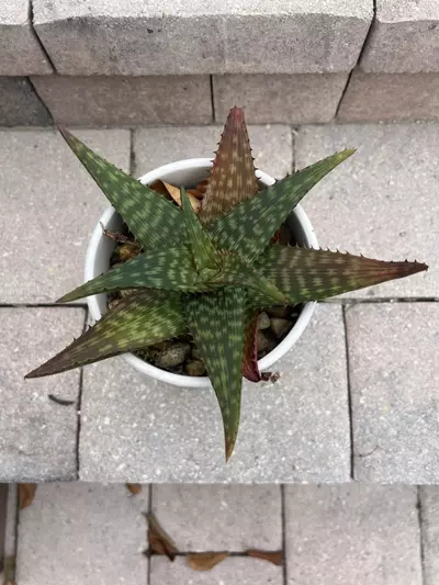 plant/Aloe Greatheadii-0-thumbnail