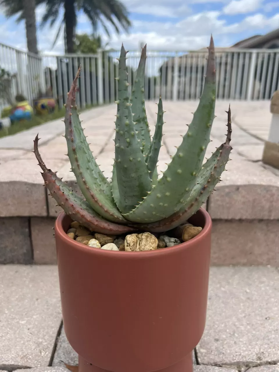 plant/Aloe Broomii-1