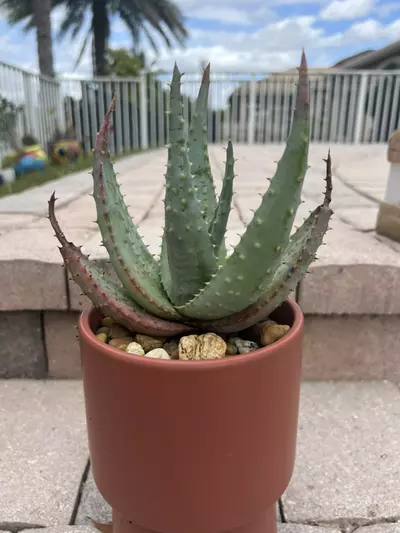 plant/Aloe Broomii-1-thumbnail
