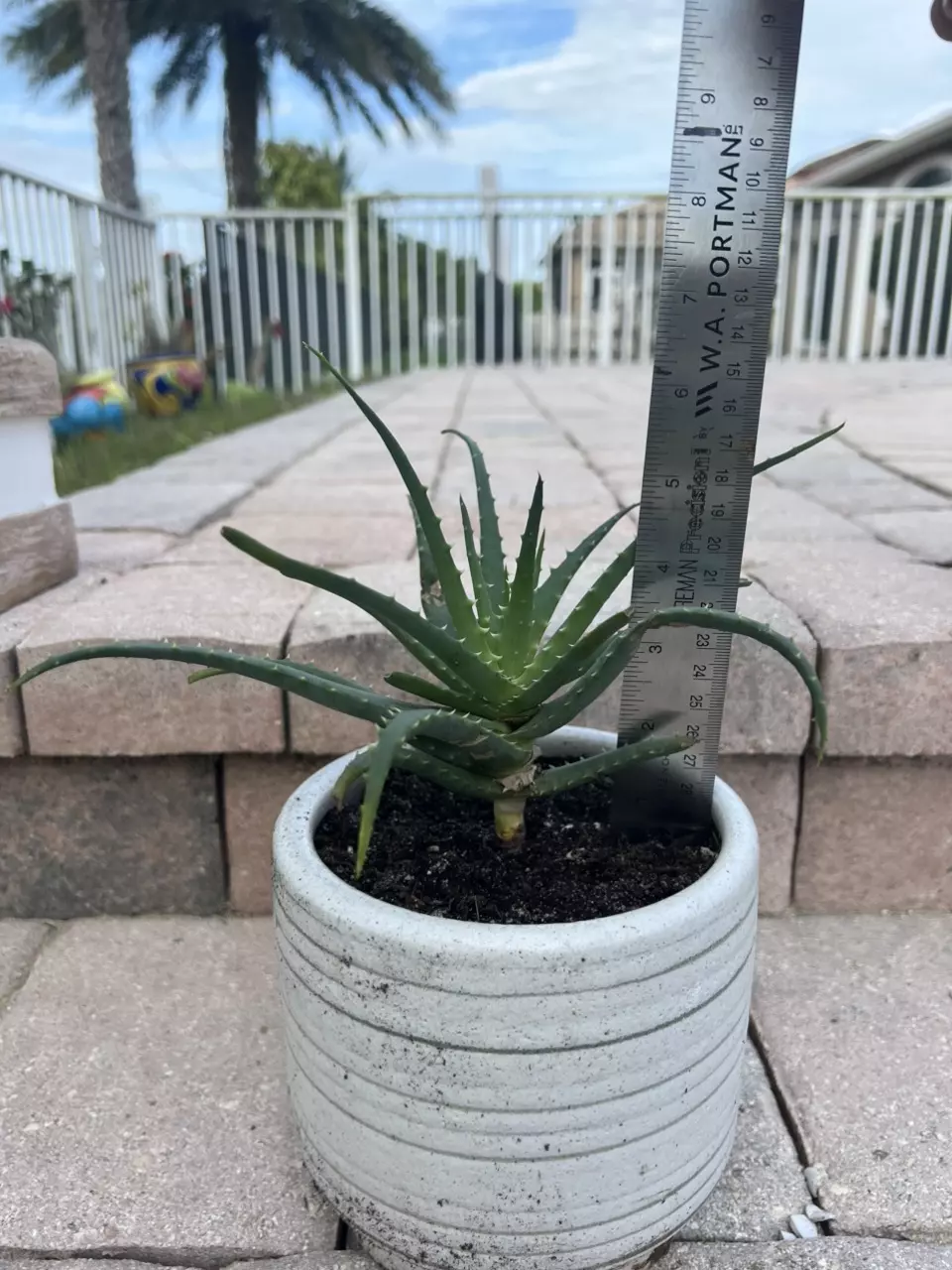 plant/Blue Elf Aloe-3