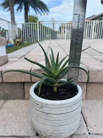 plant/Blue Elf Aloe-3-thumbnail
