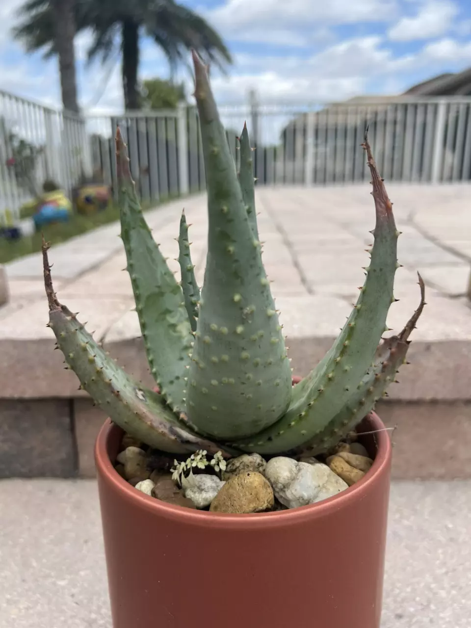 plant/Aloe Broomii-0