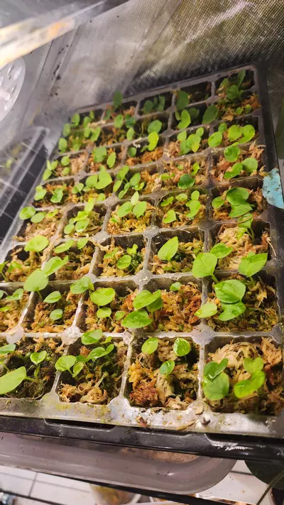 plant/('Morticia' Dark Velvet NoID x AOS) x (Carla x BVEP)-1-thumbnail