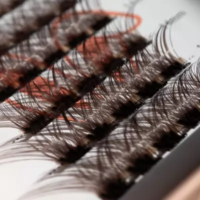 plant/Brown Sugar-3-thumbnail