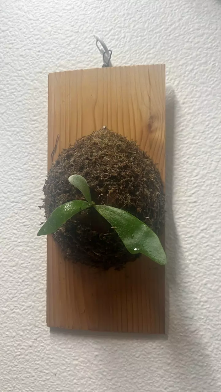 plant/Platycerium alcicorne-0