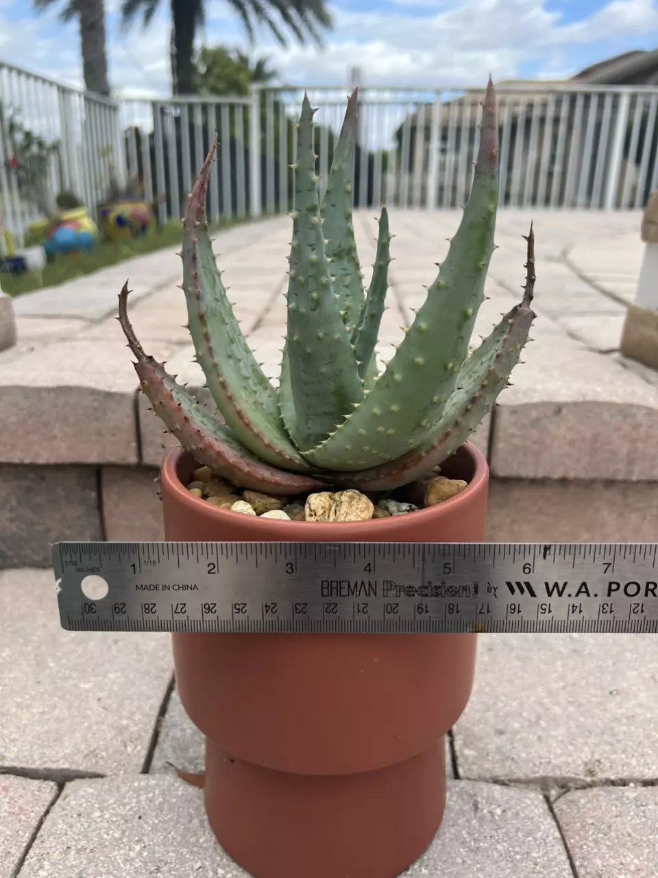 plant/Aloe Broomii-3