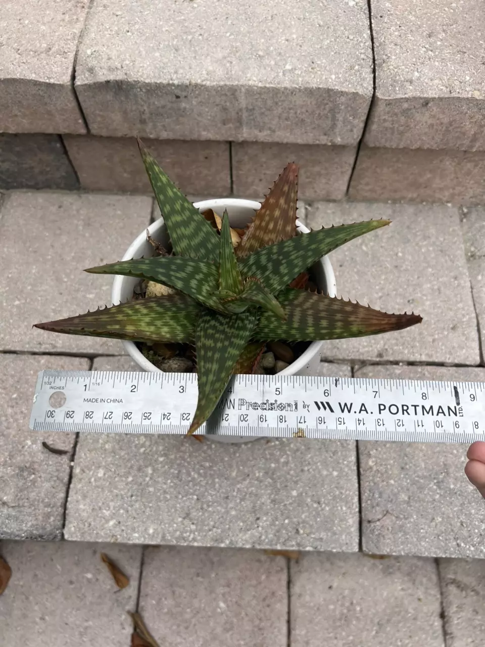 plant/Aloe Greatheadii-1