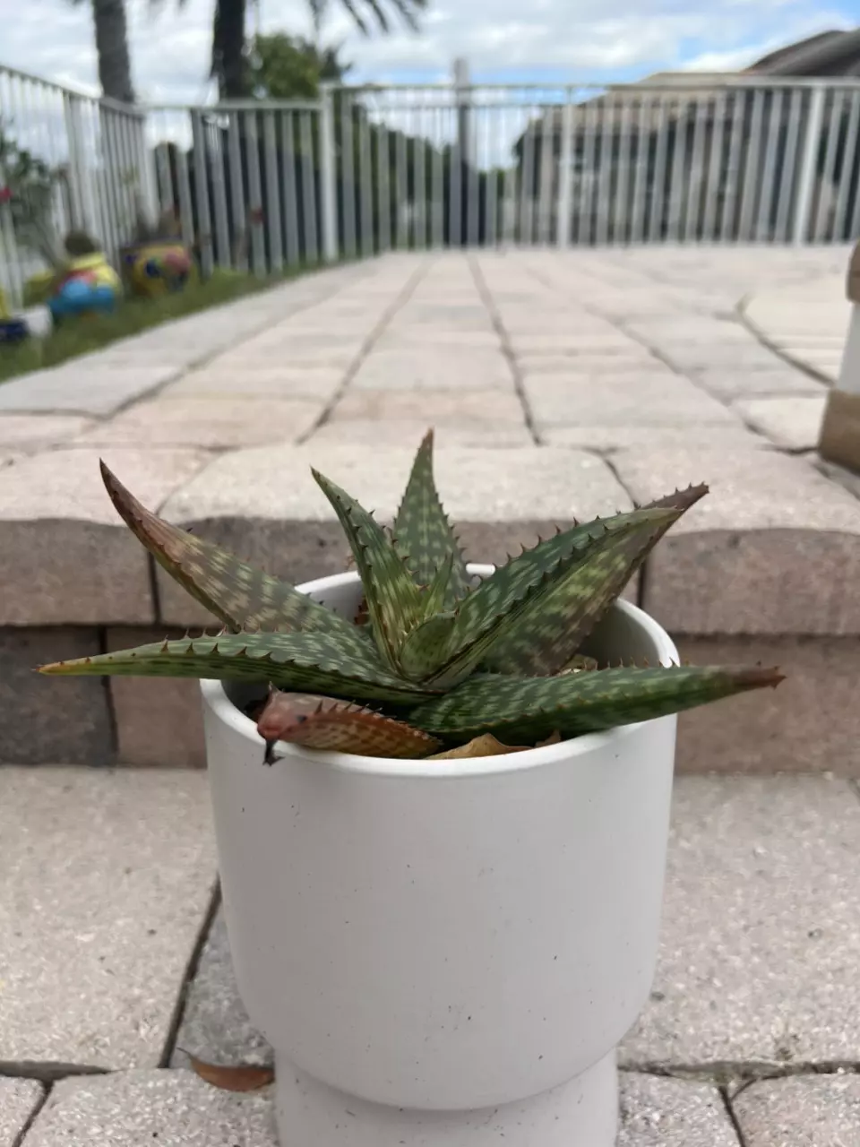 plant/Aloe Greatheadii-3