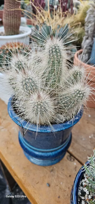 heat_pack/Echinocereus rayonesis-3-thumbnail