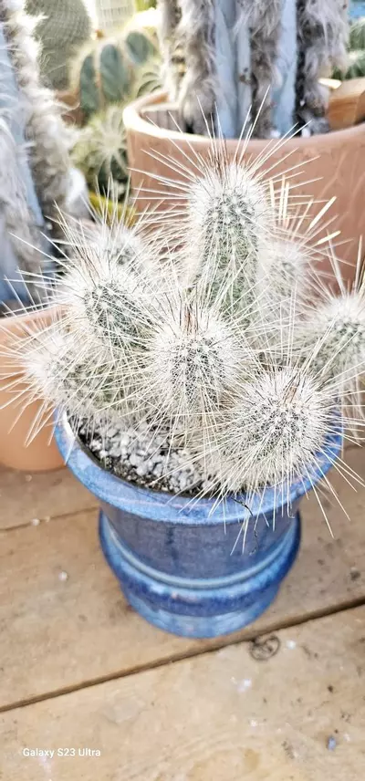heat_pack/Echinocereus rayonesis-0-thumbnail