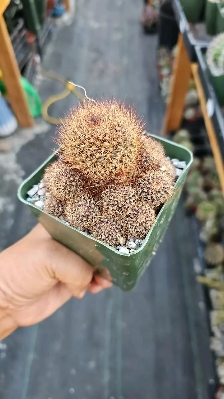 plant/Rebutia fulviseta-2