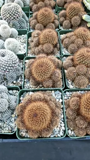 plant/Rebutia fulviseta-1-thumbnail