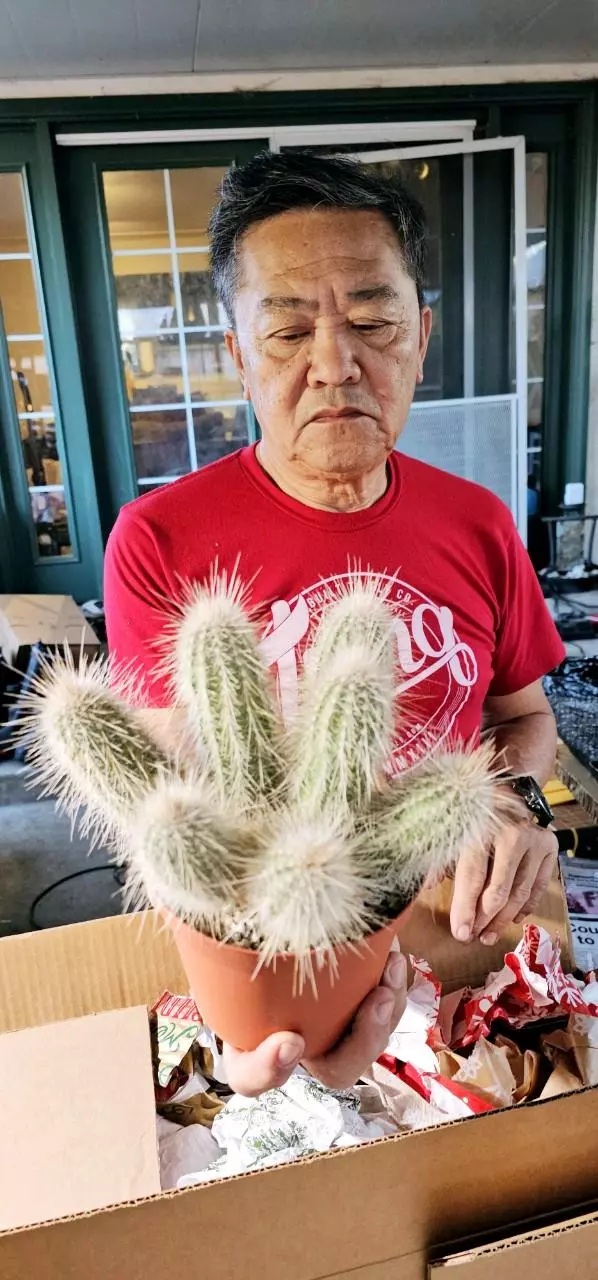 heat_pack/Echinocereus rayonesis-1