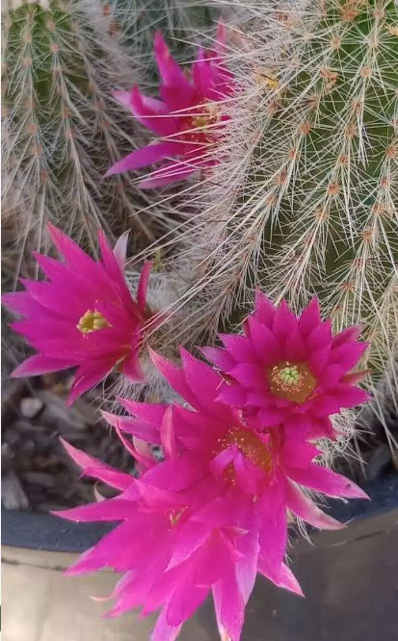 heat_pack/Echinocereus rayonesis-4