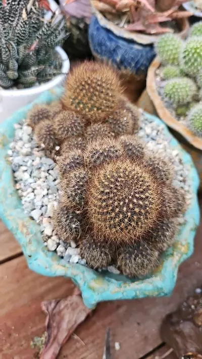 plant/Rebutia fulviseta-0-thumbnail