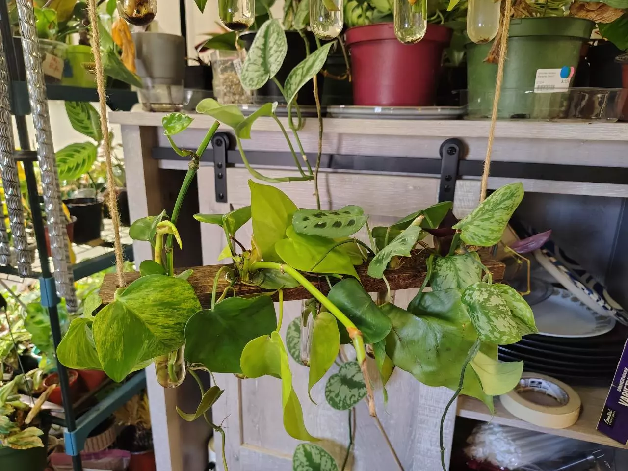 plant/Assorted vine props-1