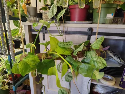 plant/Assorted vine props-1-thumbnail