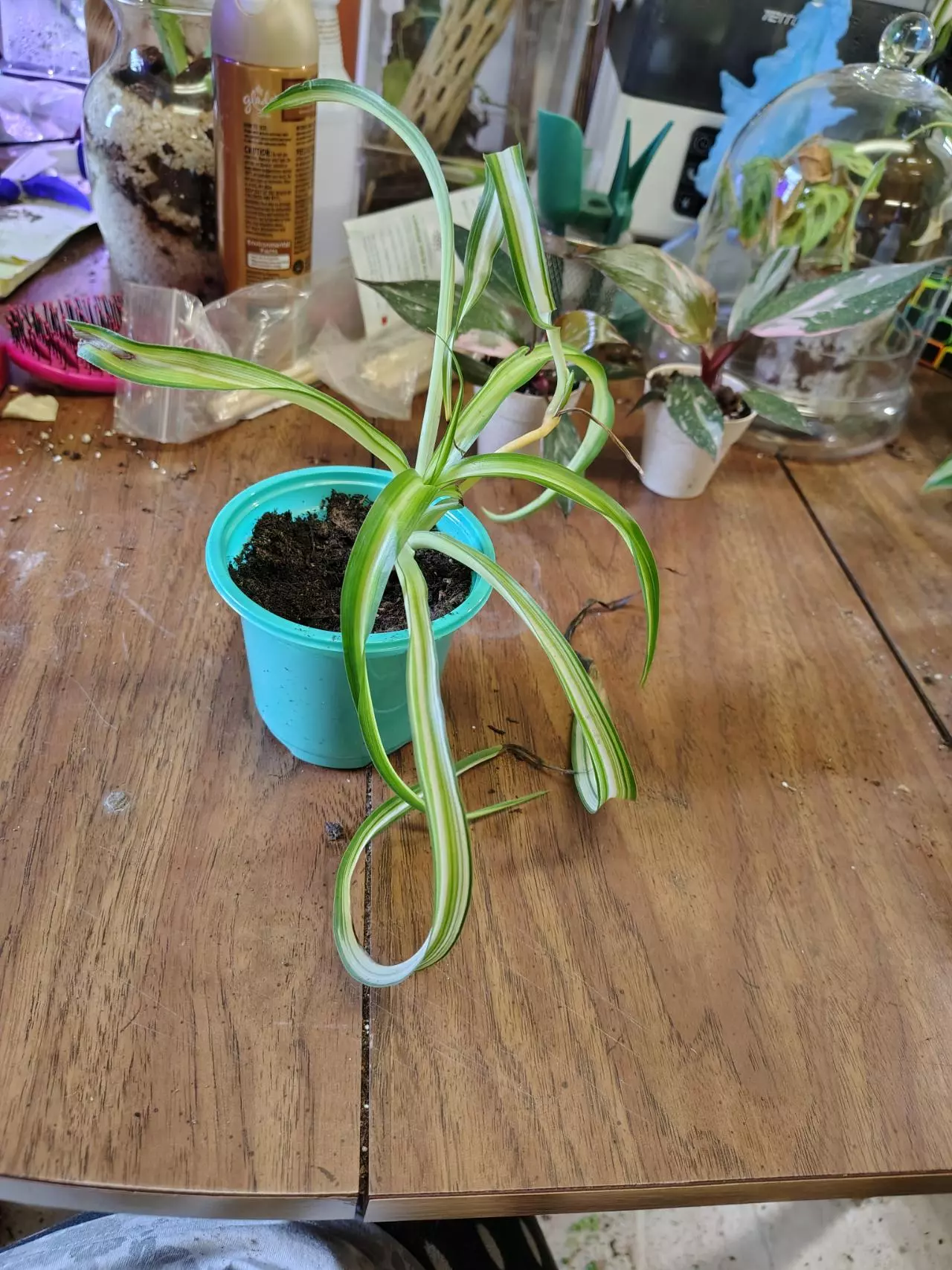 plant/Verigated curly Bonnie-0