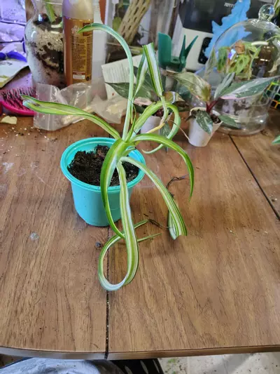 plant/Verigated curly Bonnie-0-thumbnail