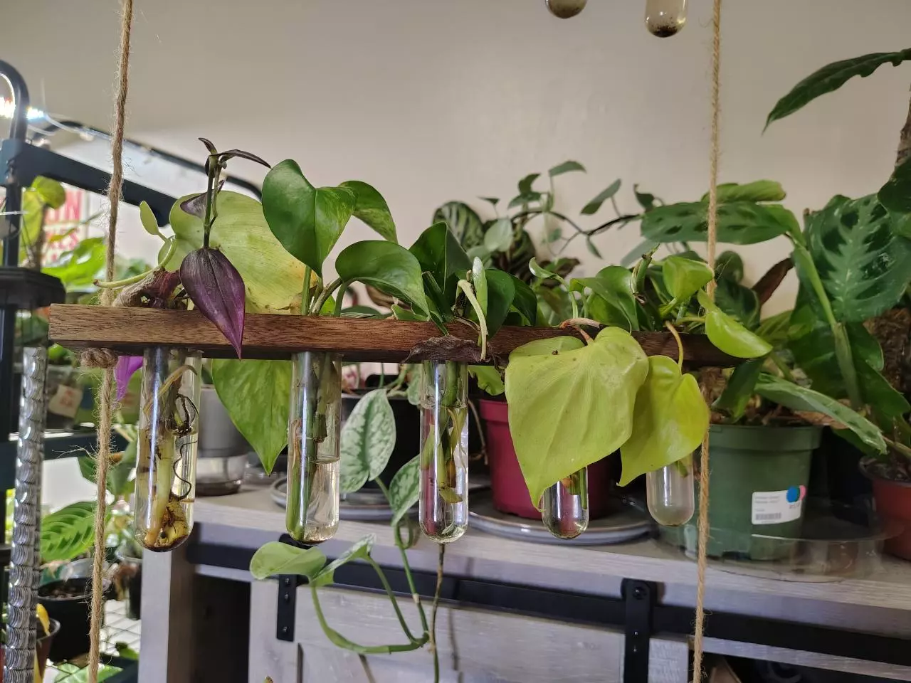 plant/Assorted vine props-2