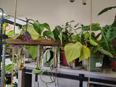 plant/Assorted vine props-2-thumbnail